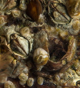 Crust of barnacle generations on stone.  
Note the three... by Chris Krambeck 